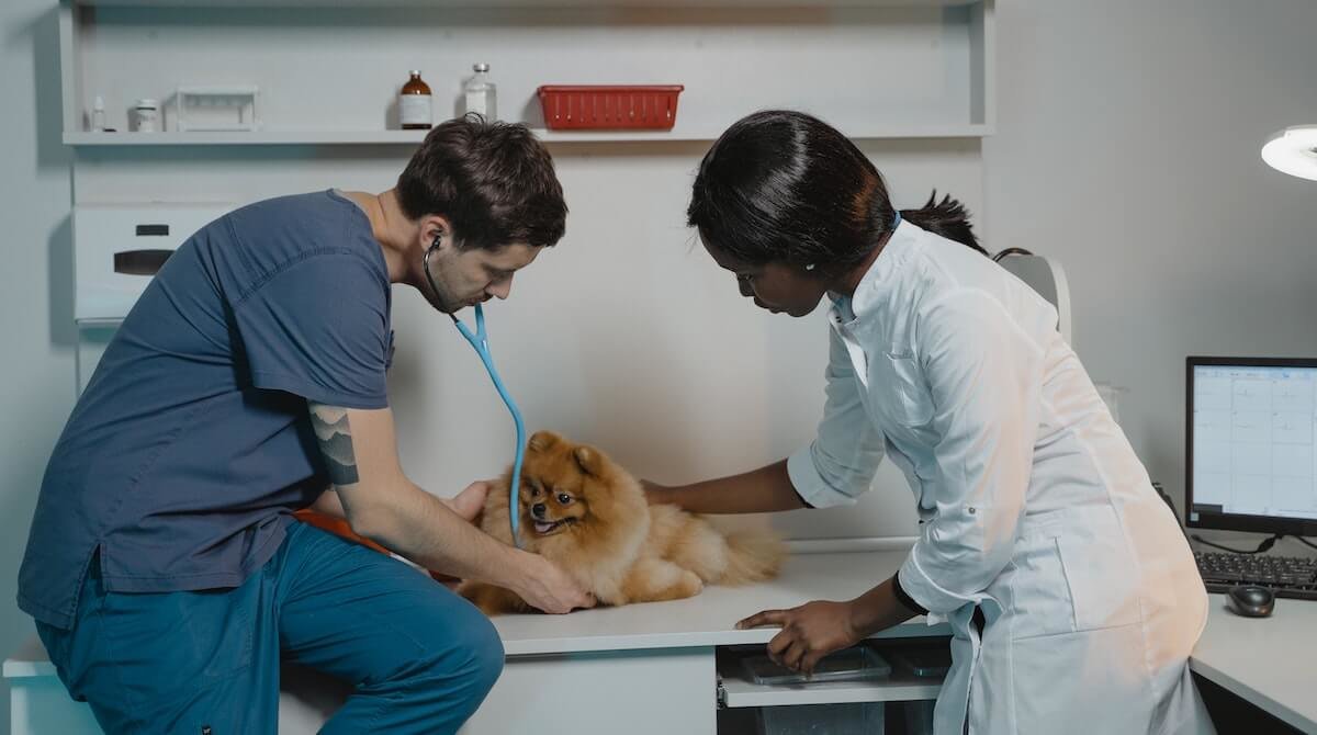 dos veterinarios atienden a un perro en la consulta