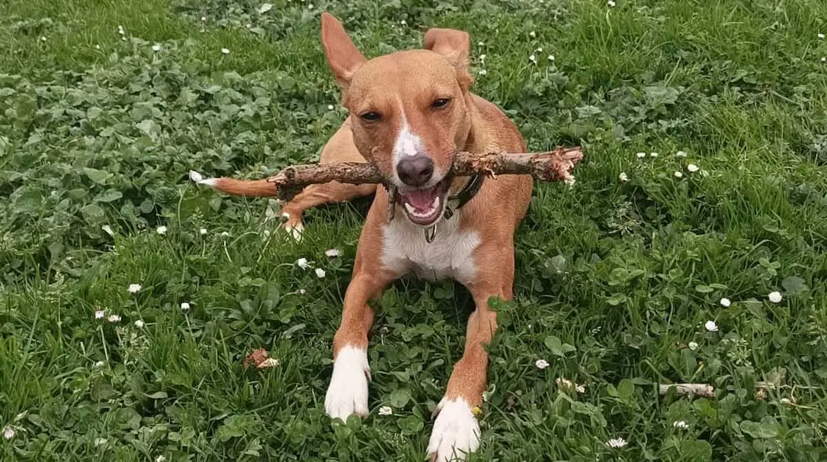 ordenanza-bilbao-perros-gatos